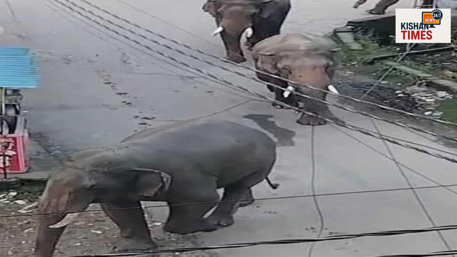 हरिद्वार लक्सर रोड पर सड़क पर निकलते हाथियों का झुंड, दहशत में स्थानीय लोग